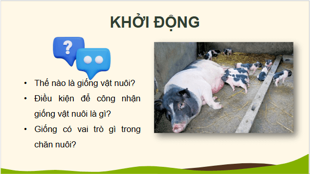 Giáo án điện tử Công nghệ 11 Kết nối tri thức Bài 3: Khái niệm, vai trò của giống trong chăn nuôi | PPT Công nghệ 11