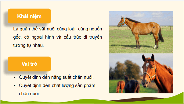 Giáo án điện tử Công nghệ 11 Kết nối tri thức Bài 3: Khái niệm, vai trò của giống trong chăn nuôi | PPT Công nghệ 11