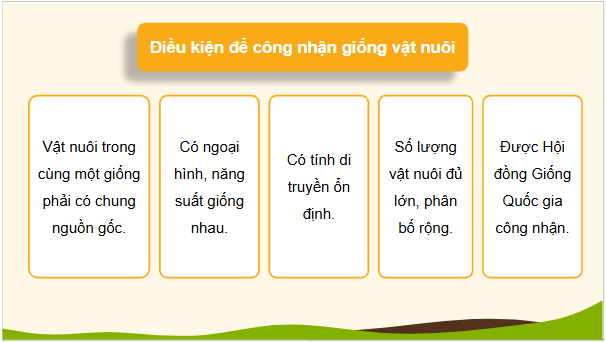 Giáo án điện tử Công nghệ 11 Kết nối tri thức Bài 3: Khái niệm, vai trò của giống trong chăn nuôi | PPT Công nghệ 11