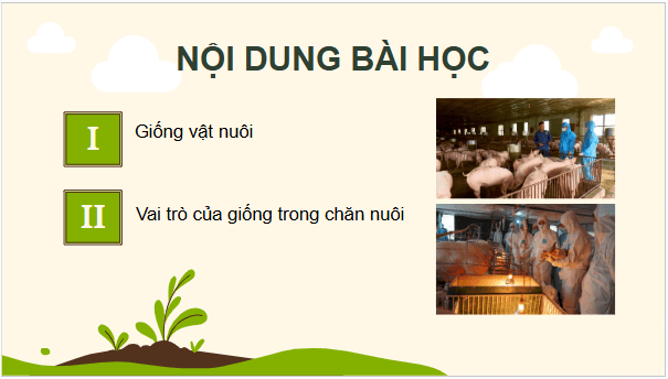 Giáo án điện tử Công nghệ 11 Kết nối tri thức Bài 3: Khái niệm, vai trò của giống trong chăn nuôi | PPT Công nghệ 11