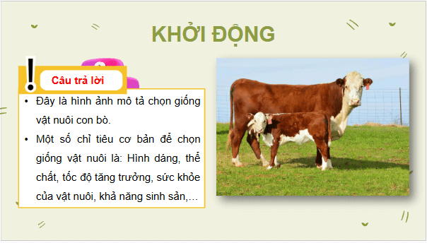 Giáo án điện tử Công nghệ 11 Kết nối tri thức Bài 4: Chọn giống vật nuôi | PPT Công nghệ 11