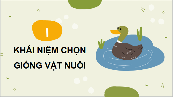 Giáo án điện tử Công nghệ 11 Kết nối tri thức Bài 4: Chọn giống vật nuôi | PPT Công nghệ 11