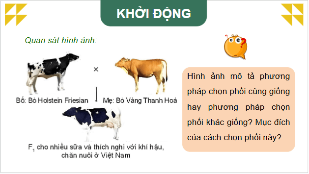 Giáo án điện tử Công nghệ 11 Kết nối tri thức Bài 5: Nhân giống vật nuôi | PPT Công nghệ 11