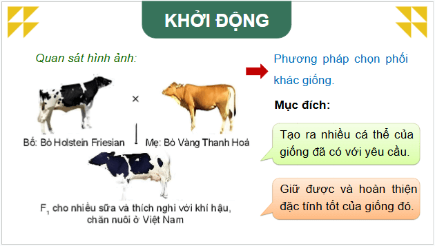 Giáo án điện tử Công nghệ 11 Kết nối tri thức Bài 5: Nhân giống vật nuôi | PPT Công nghệ 11