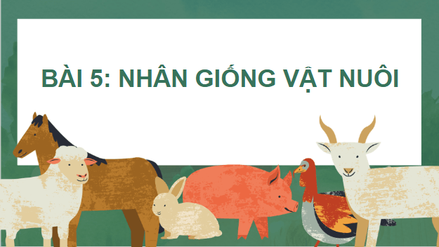 Giáo án điện tử Công nghệ 11 Kết nối tri thức Bài 5: Nhân giống vật nuôi | PPT Công nghệ 11