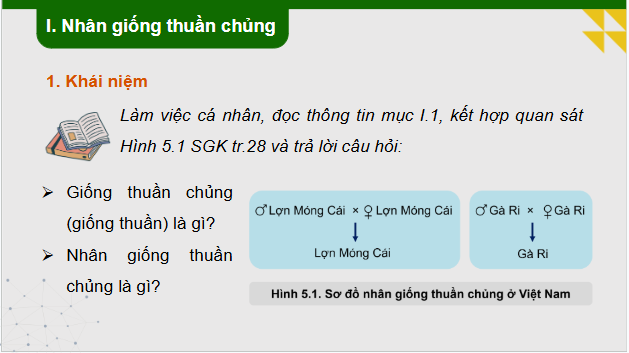 Giáo án điện tử Công nghệ 11 Kết nối tri thức Bài 5: Nhân giống vật nuôi | PPT Công nghệ 11