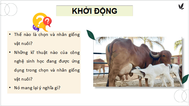 Giáo án điện tử Công nghệ 11 Kết nối tri thức Bài 6: Ứng dụng công nghệ sinh học trong chọn và nhân giống vật nuôi | PPT Công nghệ 11