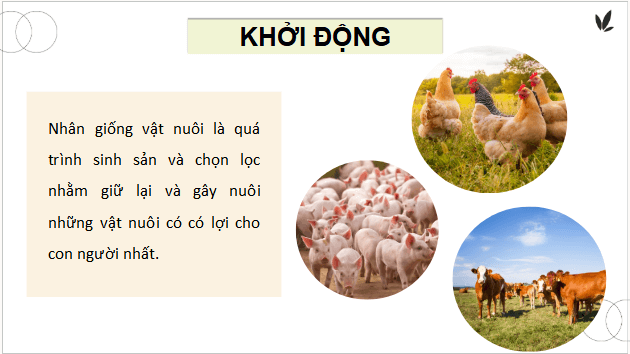 Giáo án điện tử Công nghệ 11 Kết nối tri thức Bài 6: Ứng dụng công nghệ sinh học trong chọn và nhân giống vật nuôi | PPT Công nghệ 11