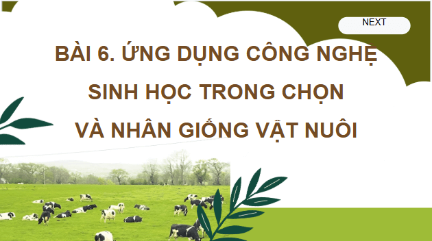 Giáo án điện tử Công nghệ 11 Kết nối tri thức Bài 6: Ứng dụng công nghệ sinh học trong chọn và nhân giống vật nuôi | PPT Công nghệ 11