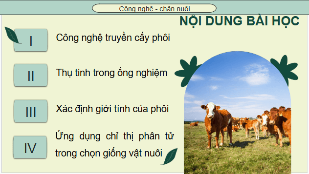 Giáo án điện tử Công nghệ 11 Kết nối tri thức Bài 6: Ứng dụng công nghệ sinh học trong chọn và nhân giống vật nuôi | PPT Công nghệ 11