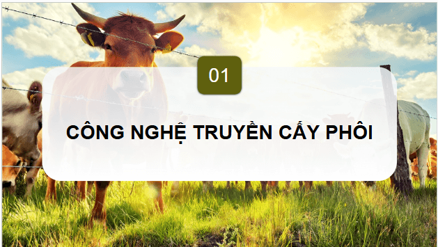 Giáo án điện tử Công nghệ 11 Kết nối tri thức Bài 6: Ứng dụng công nghệ sinh học trong chọn và nhân giống vật nuôi | PPT Công nghệ 11