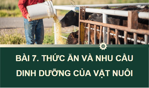 Giáo án điện tử Công nghệ 11 Kết nối tri thức Bài 7: Thức ăn và nhu cầu dinh dưỡng của vật nuôi | PPT Công nghệ 11