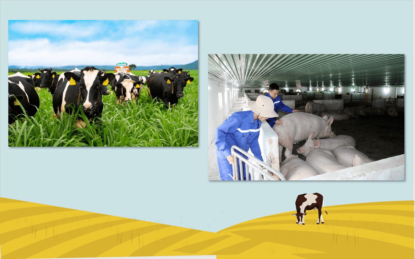 Giáo án điện tử Chuyên đề Công nghệ 11 Kết nối tri thức Bài 11: Giới thiệu về chăn nuôi theo tiêu chuẩn VietGAP | PPT Chuyên đề Công nghệ 11