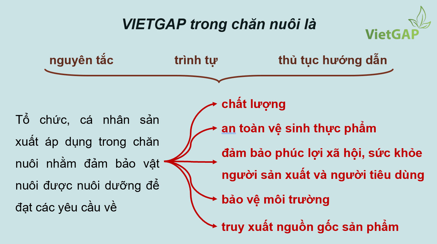 Giáo án điện tử Chuyên đề Công nghệ 11 Kết nối tri thức Bài 11: Giới thiệu về chăn nuôi theo tiêu chuẩn VietGAP | PPT Chuyên đề Công nghệ 11