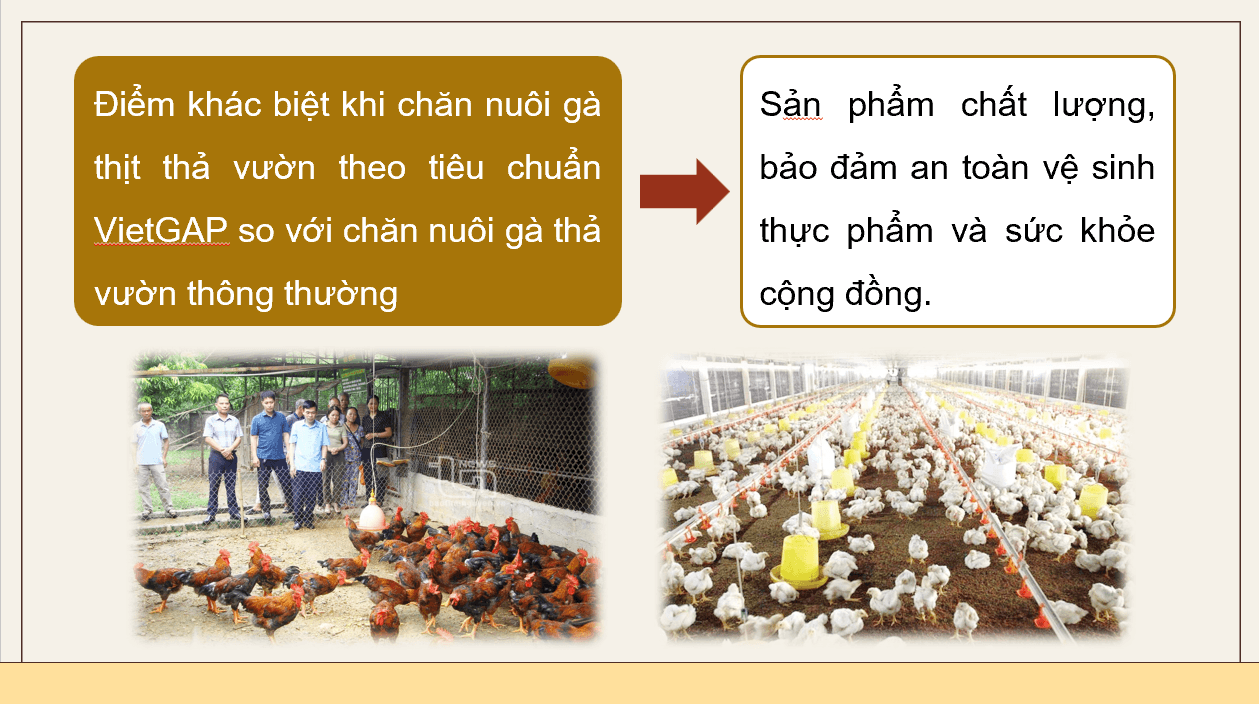 Giáo án điện tử Chuyên đề Công nghệ 11 Kết nối tri thức Bài 12: Quy trình chăn nuôi gà thịt thả vườn theo tiêu chuẩn VietGAP | PPT Chuyên đề Công nghệ 11