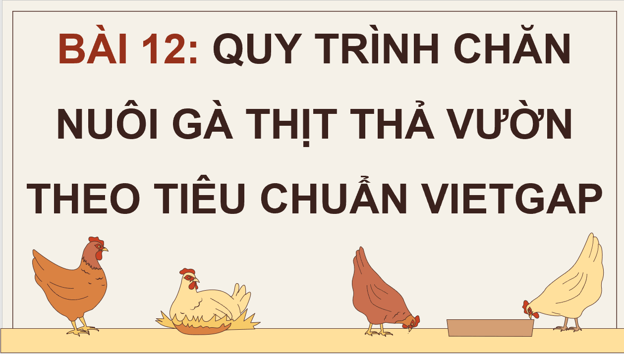 Giáo án điện tử Chuyên đề Công nghệ 11 Kết nối tri thức Bài 12: Quy trình chăn nuôi gà thịt thả vườn theo tiêu chuẩn VietGAP | PPT Chuyên đề Công nghệ 11