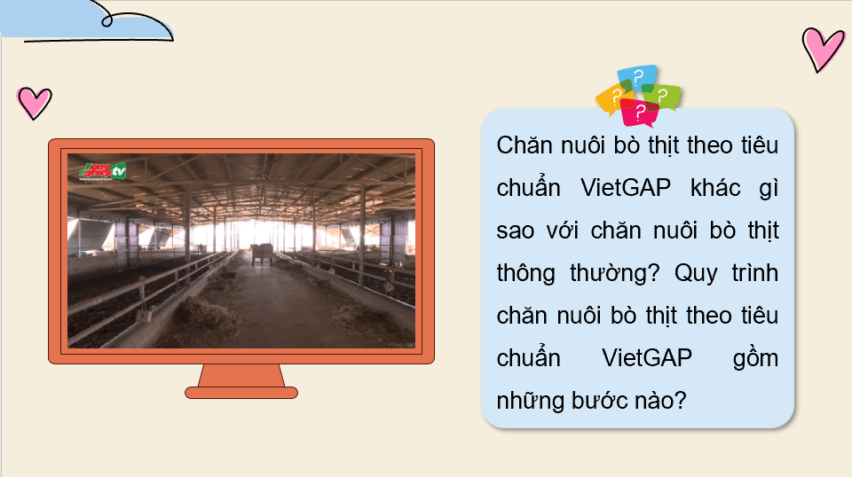 Giáo án điện tử Chuyên đề Công nghệ 11 Kết nối tri thức Bài 13: Quy trình chăn nuôi bò thịt theo tiêu chuẩn VietGAP | PPT Chuyên đề Công nghệ 11