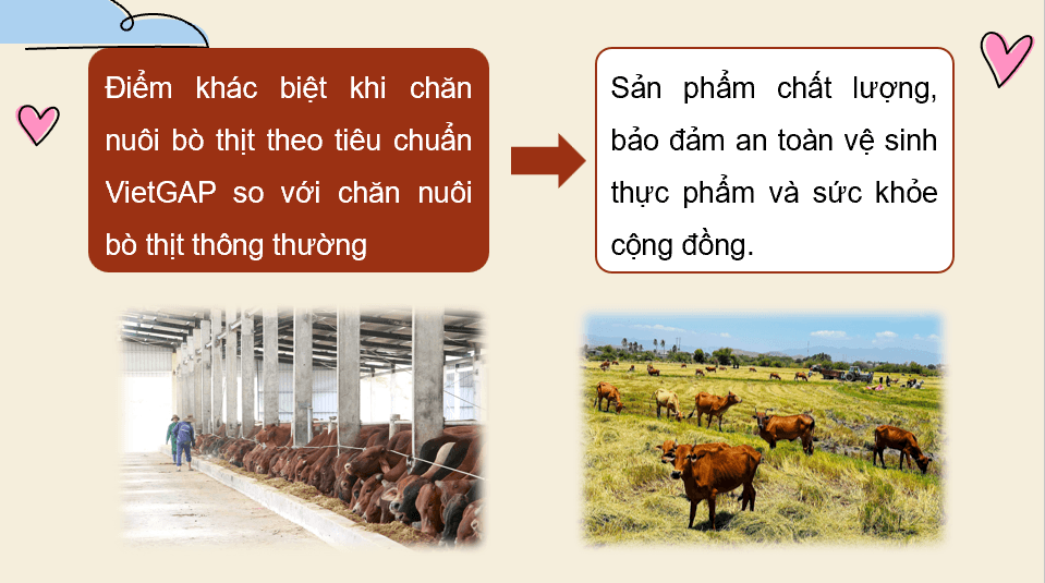Giáo án điện tử Chuyên đề Công nghệ 11 Kết nối tri thức Bài 13: Quy trình chăn nuôi bò thịt theo tiêu chuẩn VietGAP | PPT Chuyên đề Công nghệ 11