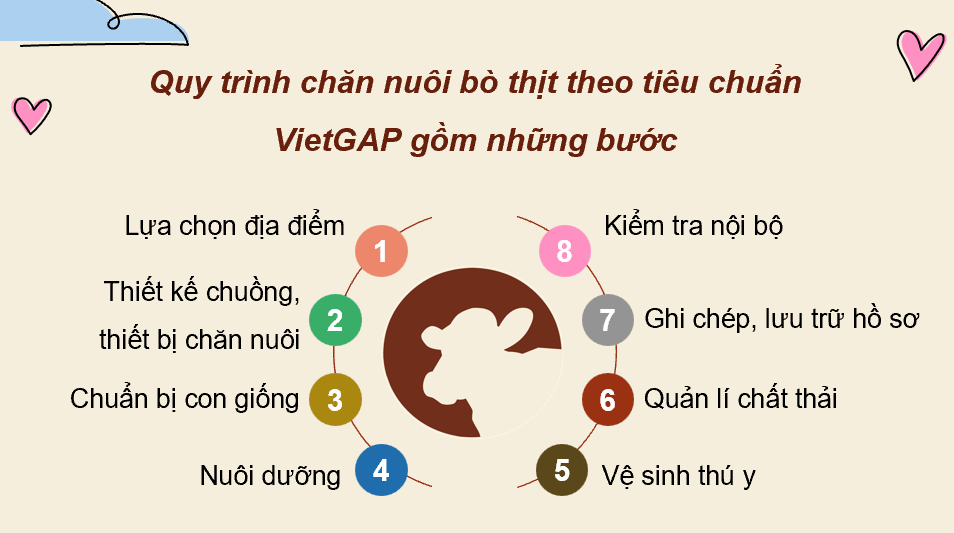 Giáo án điện tử Chuyên đề Công nghệ 11 Kết nối tri thức Bài 13: Quy trình chăn nuôi bò thịt theo tiêu chuẩn VietGAP | PPT Chuyên đề Công nghệ 11