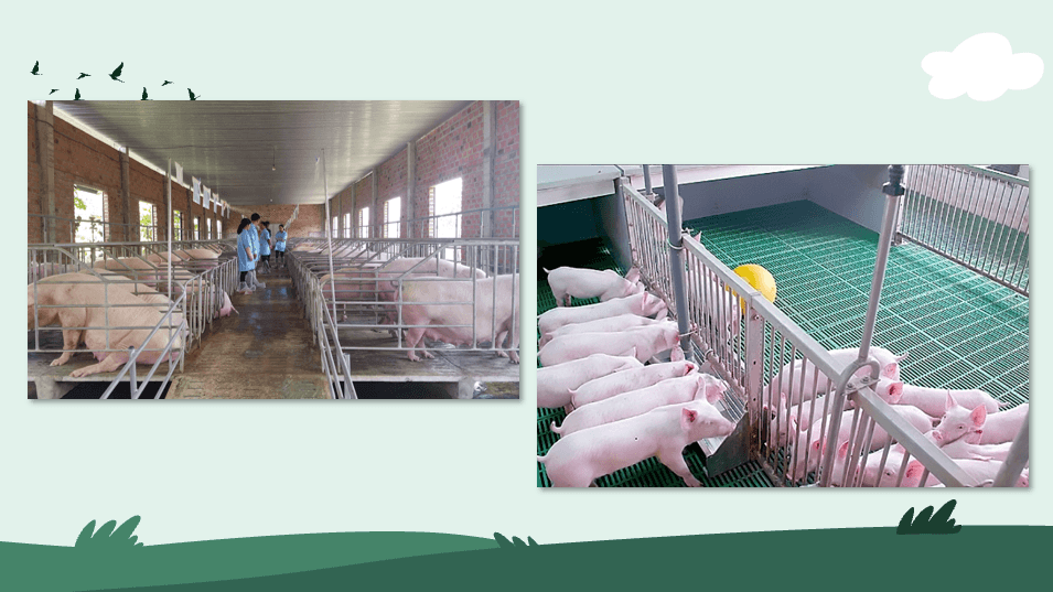 Giáo án điện tử Chuyên đề Công nghệ 11 Kết nối tri thức Bài 14: Quy trình chăn nuôi lợn thịt theo tiêu chuẩn VietGAP | PPT Chuyên đề Công nghệ 11