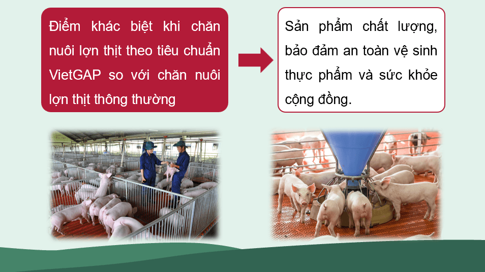 Giáo án điện tử Chuyên đề Công nghệ 11 Kết nối tri thức Bài 14: Quy trình chăn nuôi lợn thịt theo tiêu chuẩn VietGAP | PPT Chuyên đề Công nghệ 11