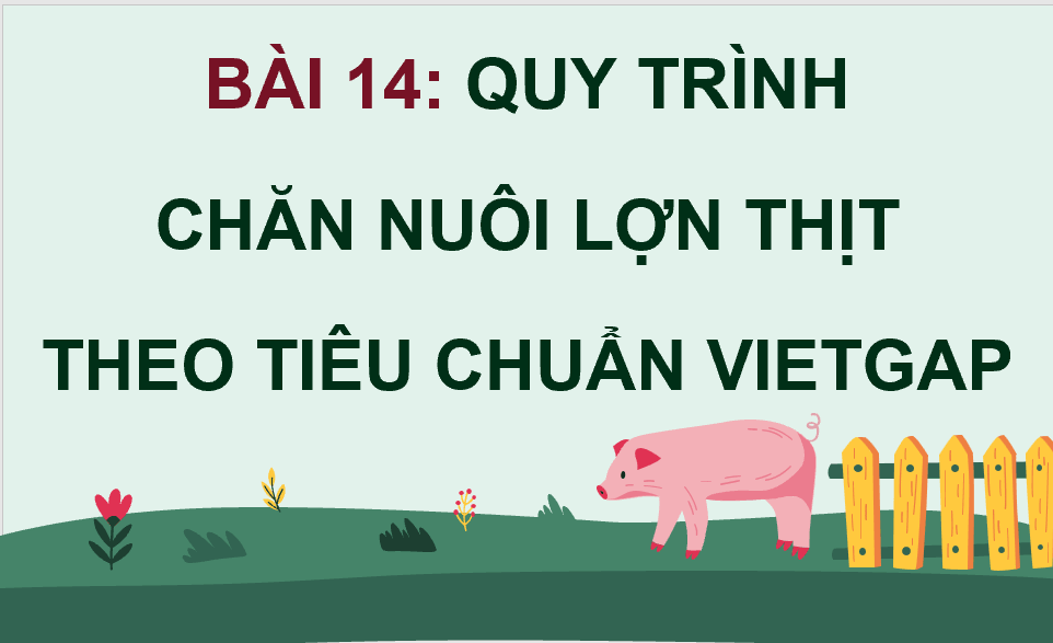 Giáo án điện tử Chuyên đề Công nghệ 11 Kết nối tri thức Bài 14: Quy trình chăn nuôi lợn thịt theo tiêu chuẩn VietGAP | PPT Chuyên đề Công nghệ 11