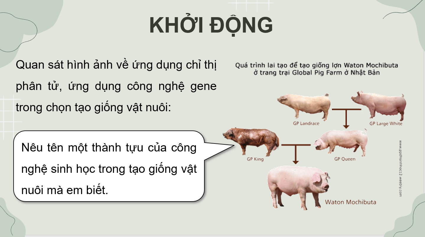 Giáo án điện tử Chuyên đề Công nghệ 11 Kết nối tri thức Bài 2: Một số ứng dụng phổ biến của công nghệ sinh học trong chọn tạo giống vật nuôi | PPT Chuyên đề Công nghệ 11