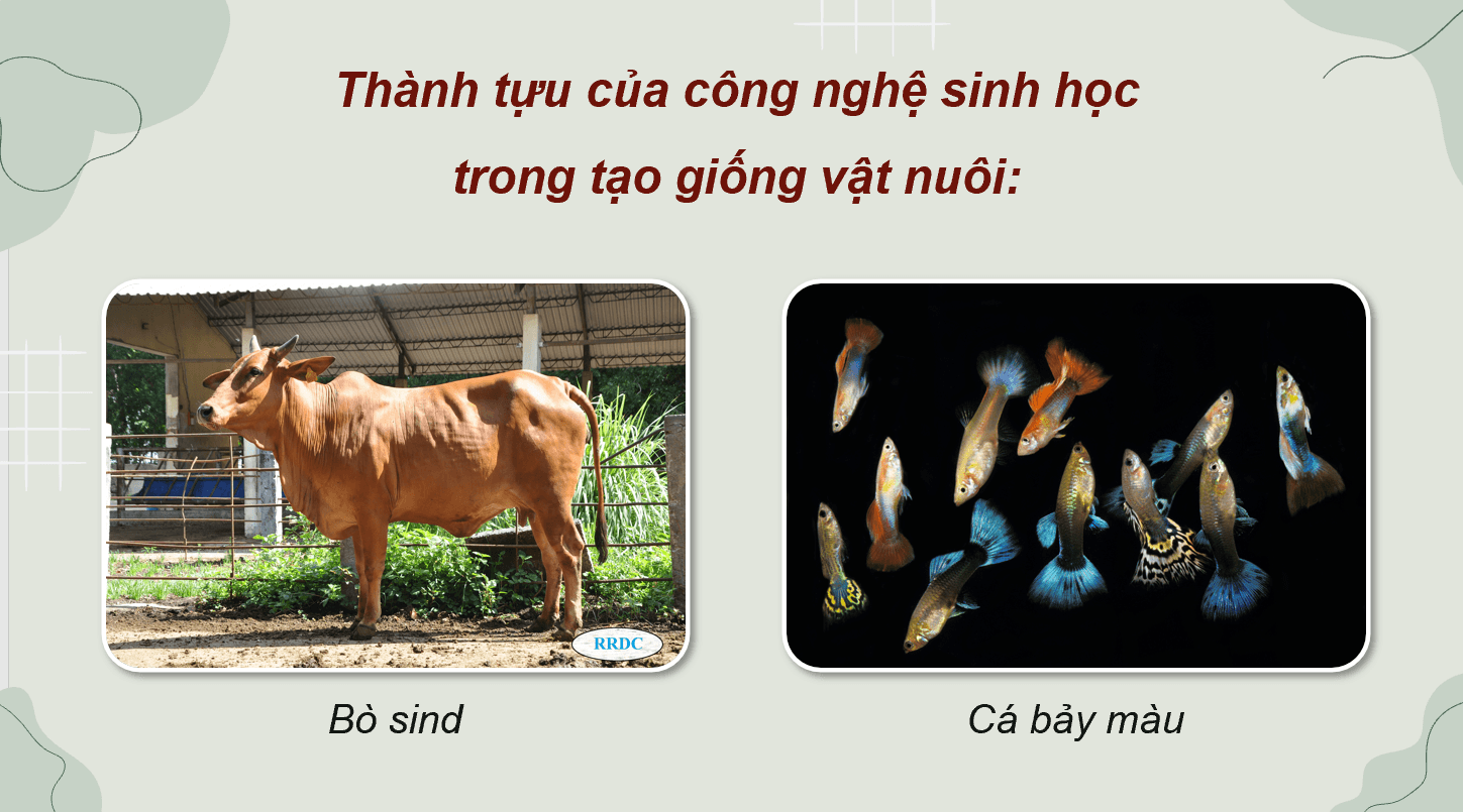 Giáo án điện tử Chuyên đề Công nghệ 11 Kết nối tri thức Bài 2: Một số ứng dụng phổ biến của công nghệ sinh học trong chọn tạo giống vật nuôi | PPT Chuyên đề Công nghệ 11