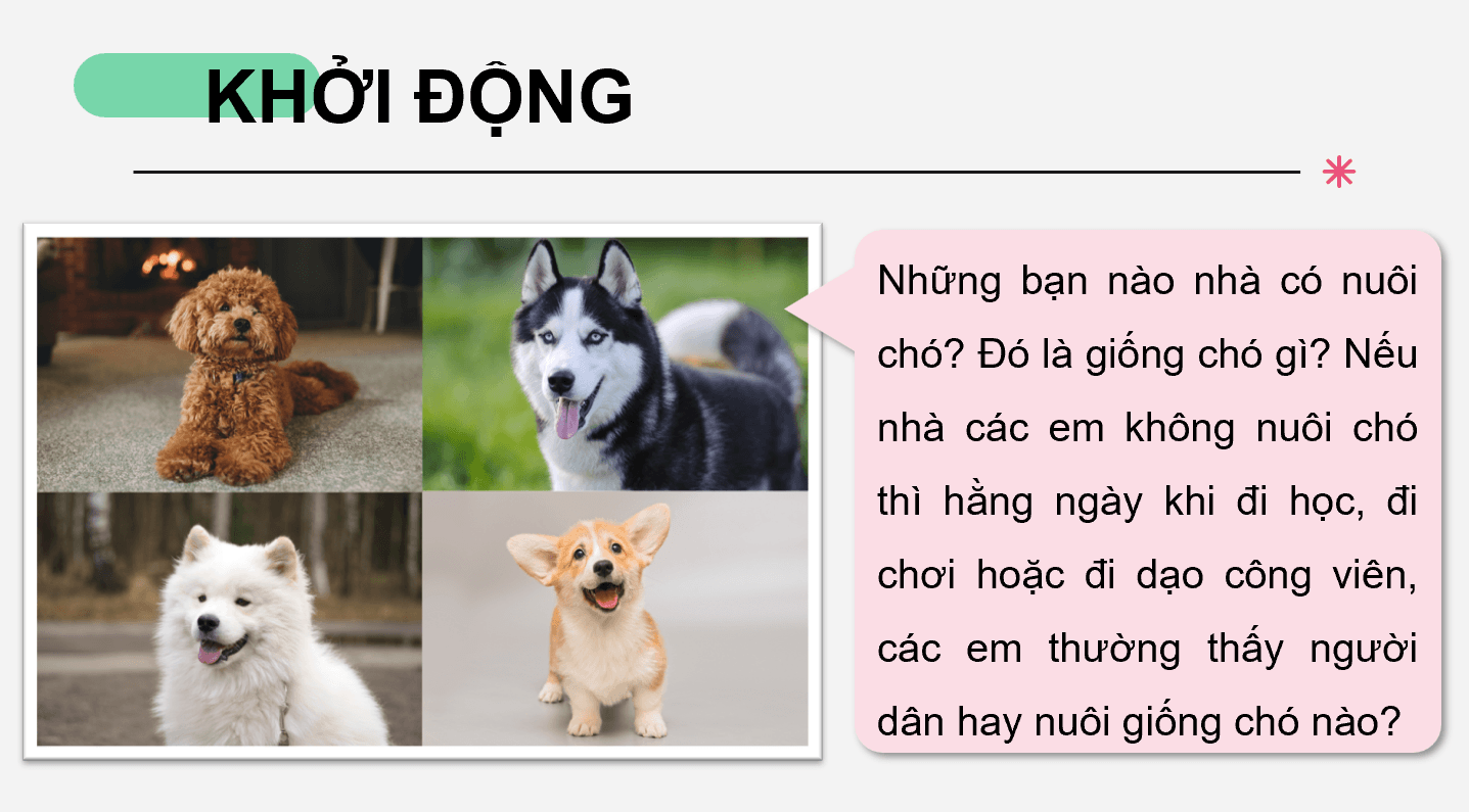 Giáo án điện tử Chuyên đề Công nghệ 11 Kết nối tri thức Bài 6: Giới thiệu về động vật cảnh | PPT Chuyên đề Công nghệ 11