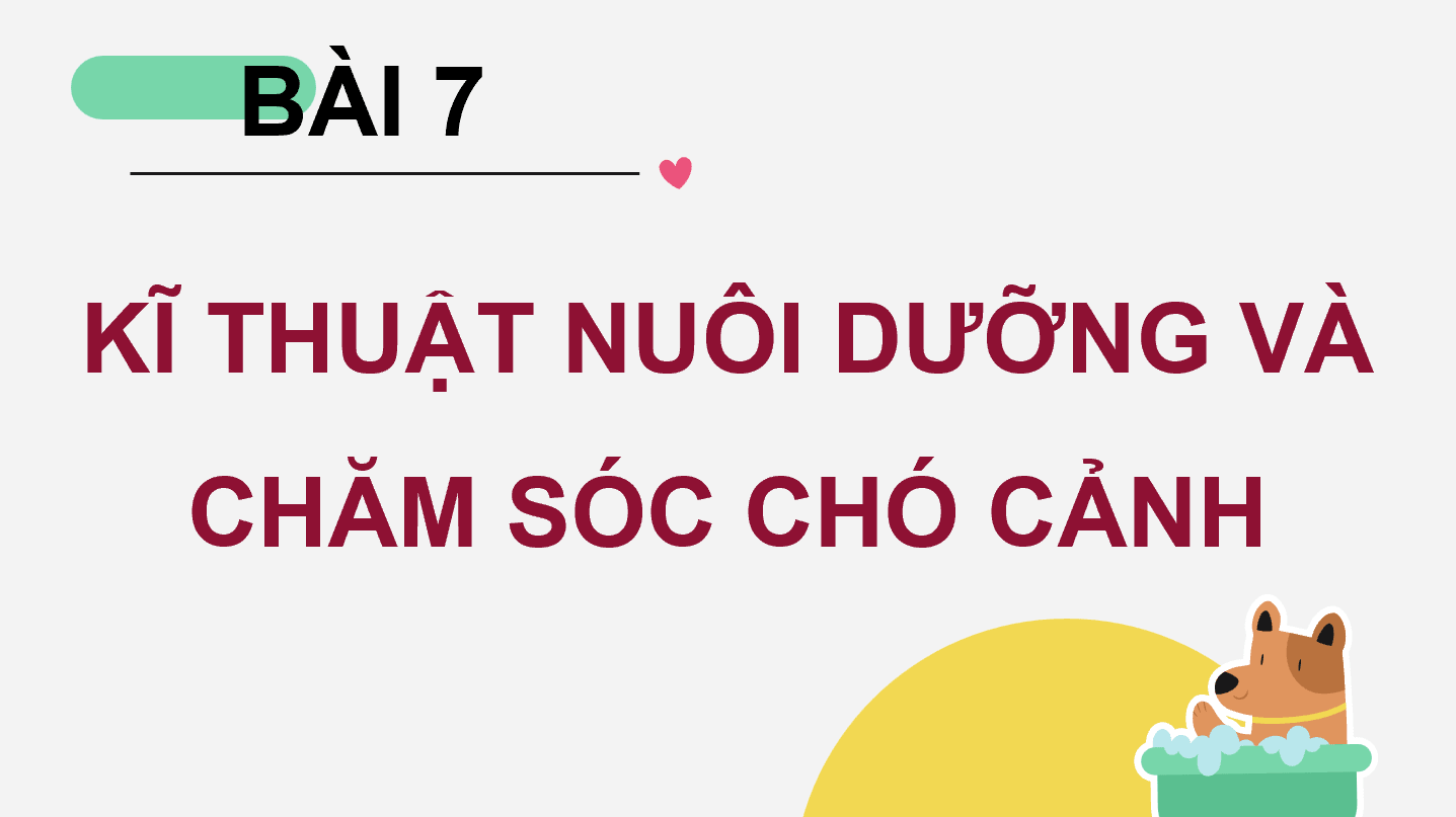 Giáo án điện tử Chuyên đề Công nghệ 11 Kết nối tri thức Bài 6: Giới thiệu về động vật cảnh | PPT Chuyên đề Công nghệ 11