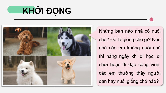 Giáo án điện tử Chuyên đề Công nghệ 11 Kết nối tri thức Bài 7: Kĩ thuật nuôi dưỡng và chăm sóc chó cảnh | PPT Chuyên đề Công nghệ 11