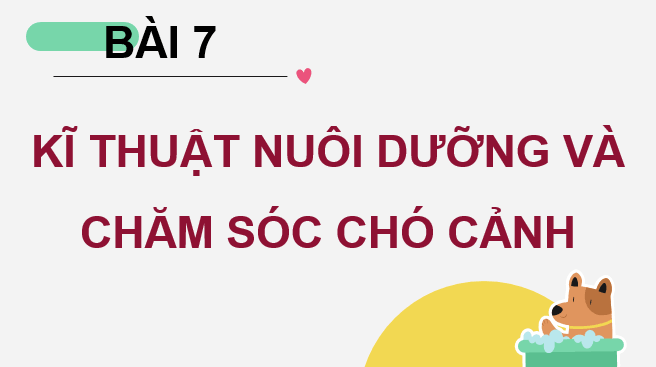 Giáo án điện tử Chuyên đề Công nghệ 11 Kết nối tri thức Bài 7: Kĩ thuật nuôi dưỡng và chăm sóc chó cảnh | PPT Chuyên đề Công nghệ 11