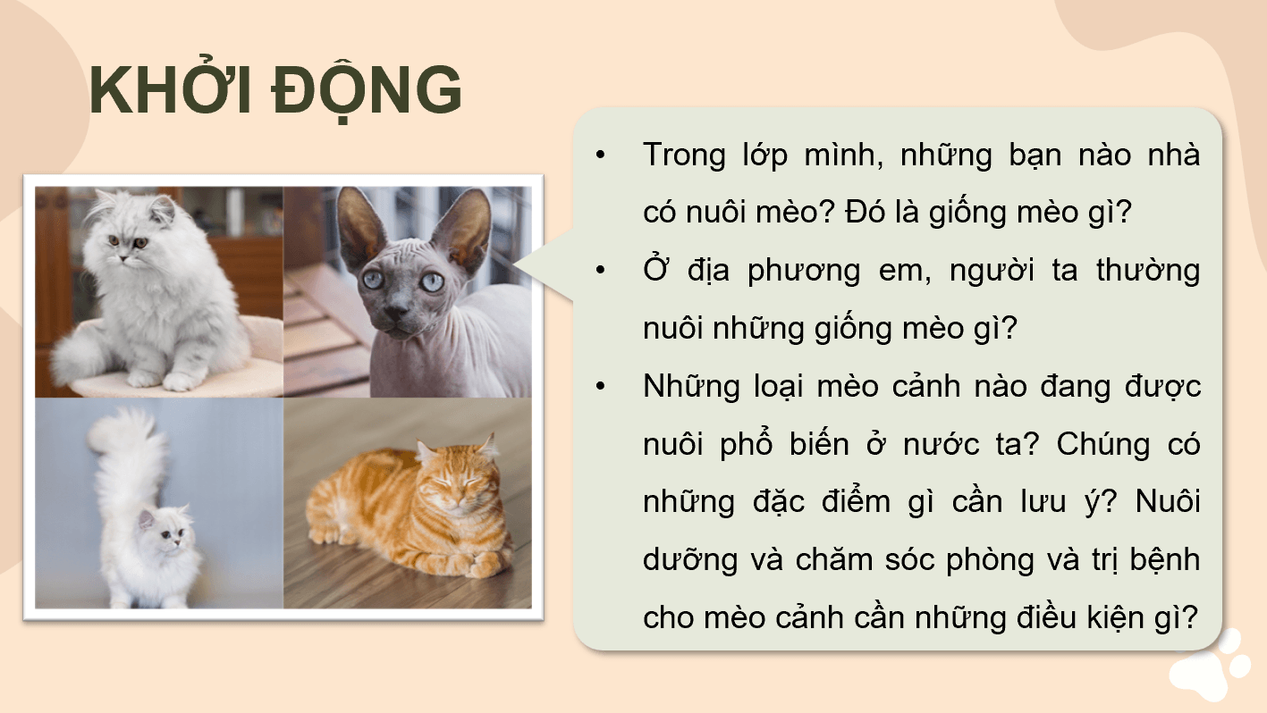 Giáo án điện tử Chuyên đề Công nghệ 11 Kết nối tri thức Bài 8: Kĩ thuật nuôi dưỡng và chăm sóc mèo cảnh | PPT Chuyên đề Công nghệ 11