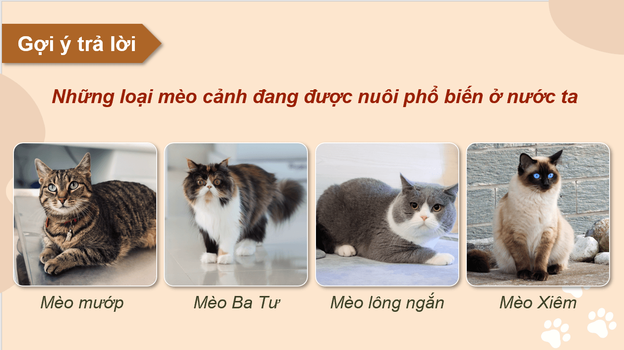 Giáo án điện tử Chuyên đề Công nghệ 11 Kết nối tri thức Bài 8: Kĩ thuật nuôi dưỡng và chăm sóc mèo cảnh | PPT Chuyên đề Công nghệ 11