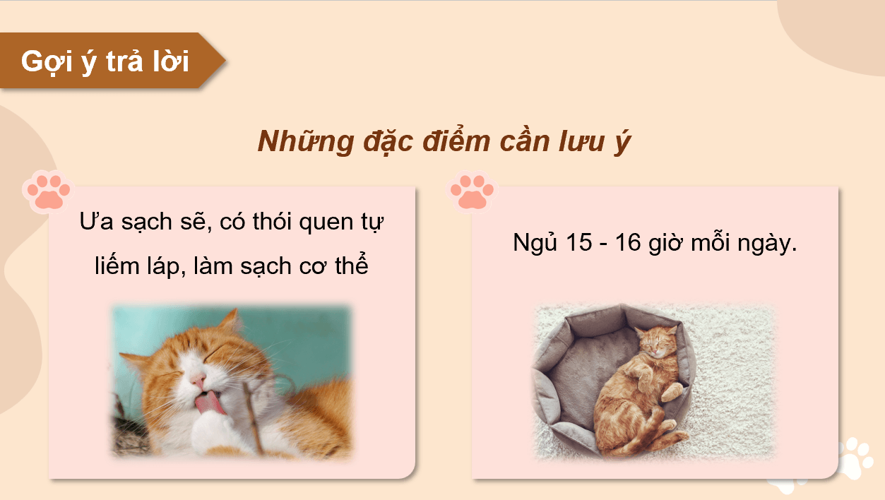 Giáo án điện tử Chuyên đề Công nghệ 11 Kết nối tri thức Bài 8: Kĩ thuật nuôi dưỡng và chăm sóc mèo cảnh | PPT Chuyên đề Công nghệ 11