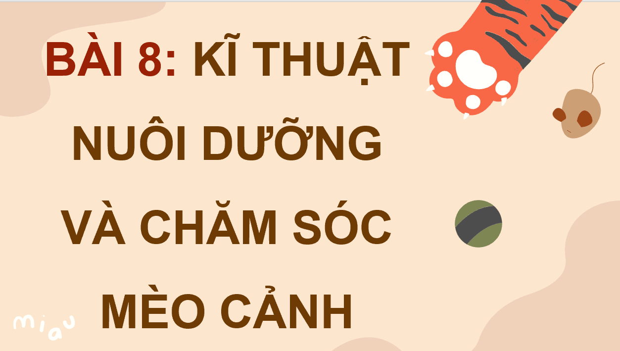 Giáo án điện tử Chuyên đề Công nghệ 11 Kết nối tri thức Bài 8: Kĩ thuật nuôi dưỡng và chăm sóc mèo cảnh | PPT Chuyên đề Công nghệ 11