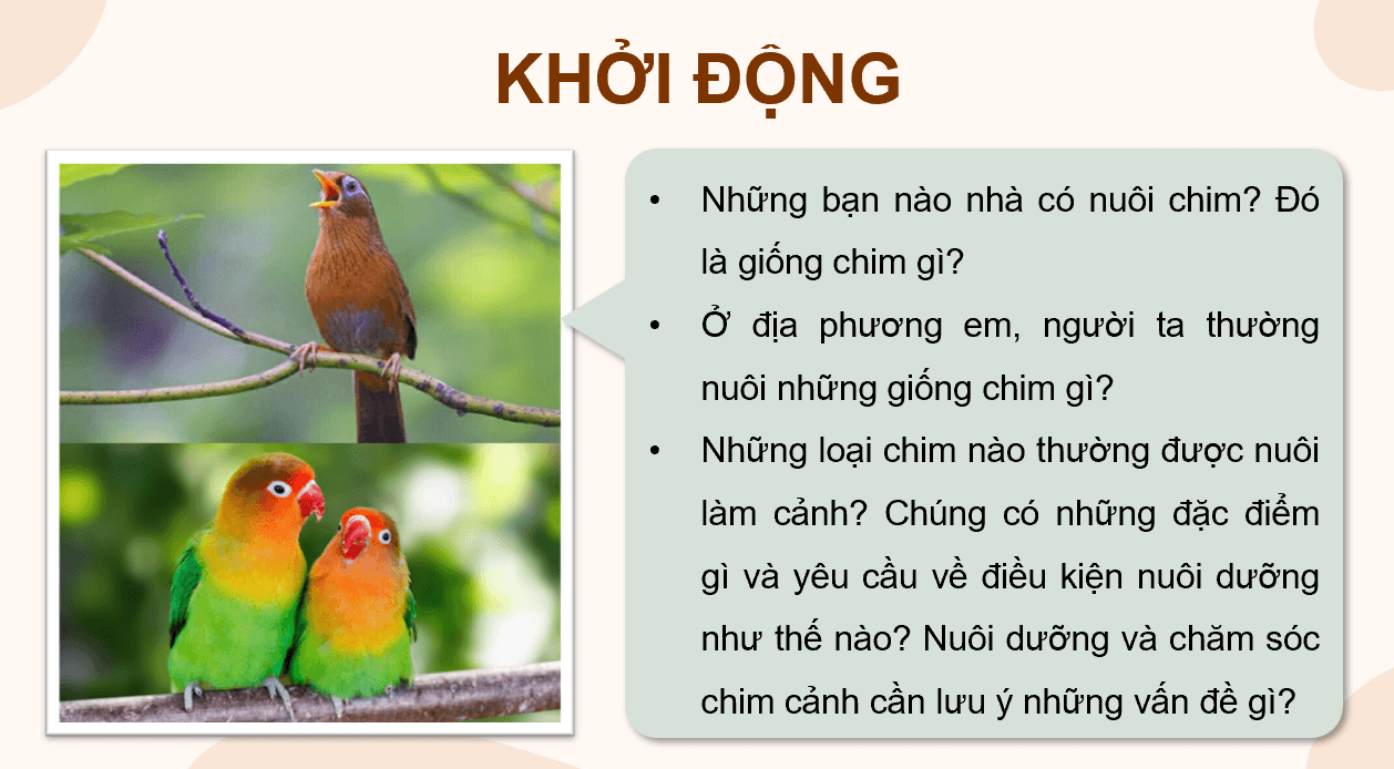 Giáo án điện tử Chuyên đề Công nghệ 11 Kết nối tri thức Bài 9: Kĩ thuật nuôi dưỡng và chăm sóc chim cảnh | PPT Chuyên đề Công nghệ 11