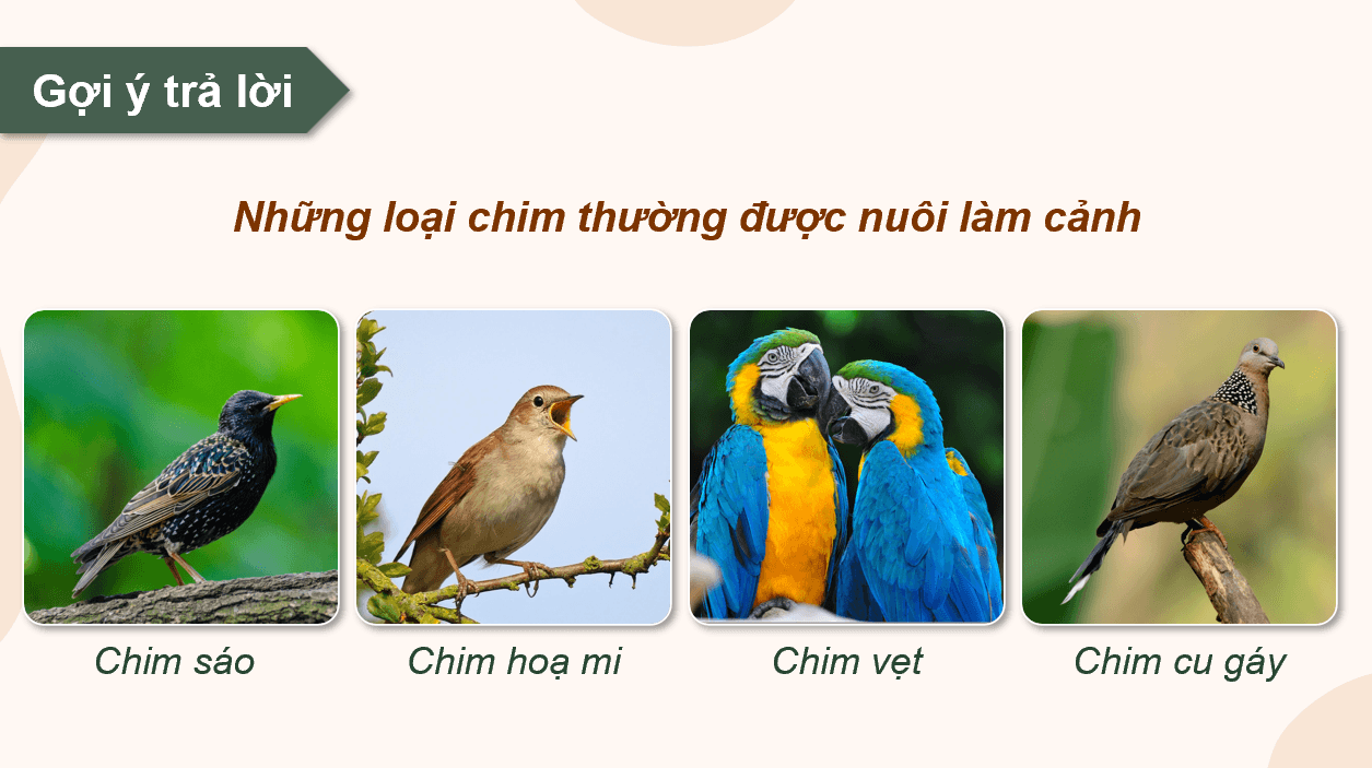 Giáo án điện tử Chuyên đề Công nghệ 11 Kết nối tri thức Bài 9: Kĩ thuật nuôi dưỡng và chăm sóc chim cảnh | PPT Chuyên đề Công nghệ 11