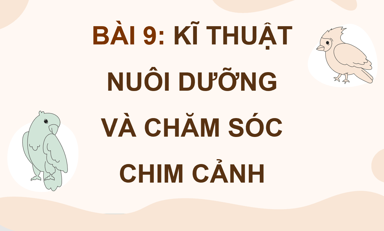 Giáo án điện tử Chuyên đề Công nghệ 11 Kết nối tri thức Bài 9: Kĩ thuật nuôi dưỡng và chăm sóc chim cảnh | PPT Chuyên đề Công nghệ 11