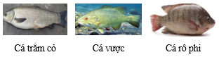 Giáo án Công nghệ 12 Cánh diều Bài 10: Các nhóm thuỷ sản và phương thức nuôi phổ biến