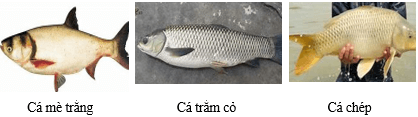 Giáo án Công nghệ 12 Cánh diều Bài 14: Vai trò của con giống và ứng dụng công nghệ sinh học trong chọn và nhân giống thuỷ sản