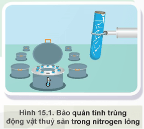 Giáo án Công nghệ 12 Kết nối tri thức Bài 15: Ứng dụng công nghệ sinh học trong chọn và nhân giống thuỷ sản