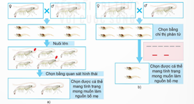 Giáo án Công nghệ 12 Kết nối tri thức Bài 15: Ứng dụng công nghệ sinh học trong chọn và nhân giống thuỷ sản