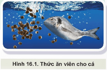 Giáo án Công nghệ 12 Kết nối tri thức Bài 16: Thức ăn thuỷ sản