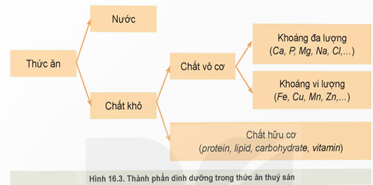 Giáo án Công nghệ 12 Kết nối tri thức Bài 16: Thức ăn thuỷ sản