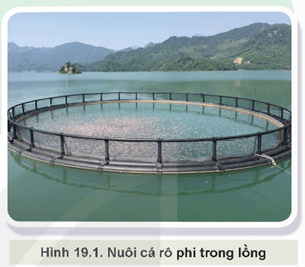 Giáo án Công nghệ 12 Kết nối tri thức Bài 19: Công nghệ nuôi một số loài thuỷ sản phổ biến ở Việt Nam