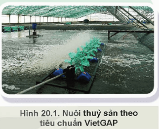 Giáo án Công nghệ 12 Kết nối tri thức Bài 20: Nuôi thuỷ sản theo tiêu chuẩn VietGAP