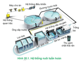 Giáo án Công nghệ 12 Cánh diều Bài 20: Ứng dụng công nghệ cao trong nuôi trồng thuỷ sản