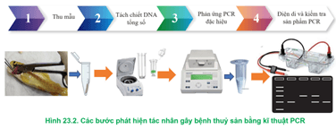 Giáo án Công nghệ 12 Cánh diều Bài 23: Ứng dụng công nghệ sinh học trong phòng, trị bệnh thuỷ sản