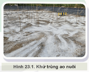 Giáo án Công nghệ 12 Kết nối tri thức Bài 23: Vai trò của phòng, trị bệnh thuỷ sản